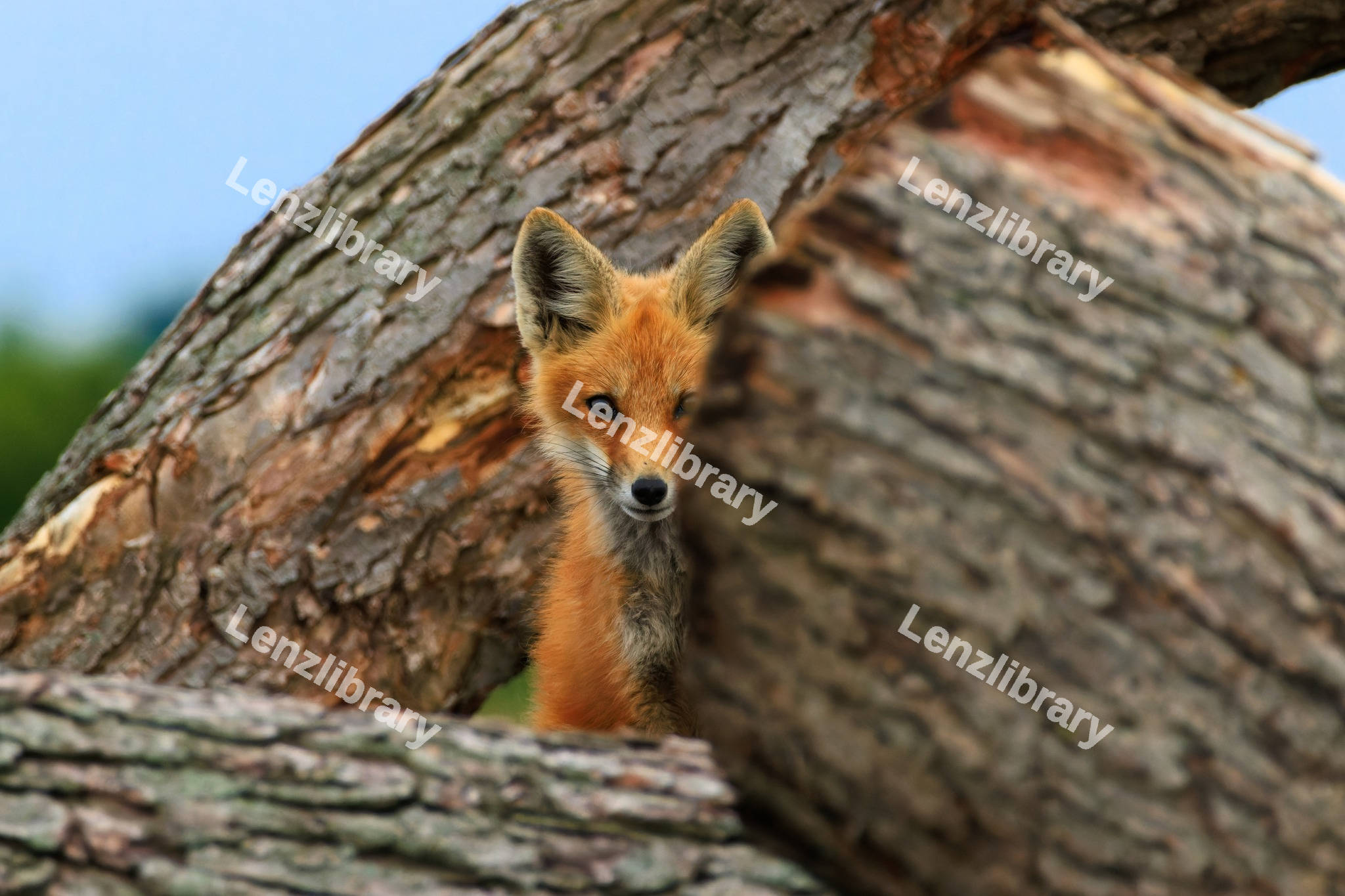 Fox hiding on the logs